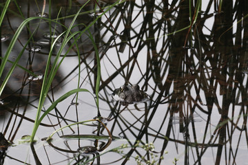 A bullfrog emerges from the water of a pond.
