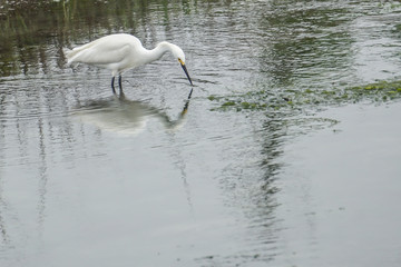 Snowy Egret (Egretta thula) wading into a stream.