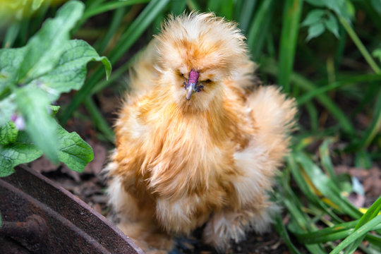 Silkie Chicken