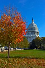 Autumn on Capitol Hill in Washington DC, USA. Maple tree in fall on US Capitol grounds.