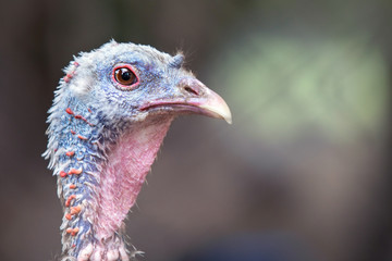 Turkey close-up head