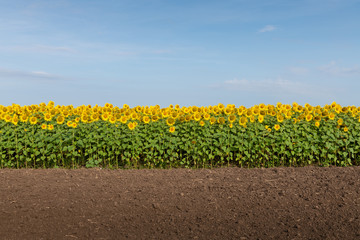 Sunflowers, Land, and Blue Sky
