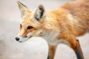 Red fox close-up