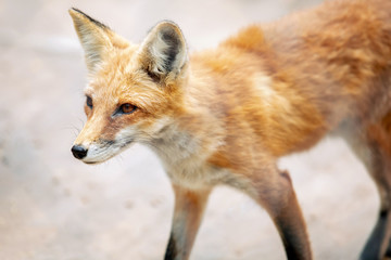 Red fox close-up