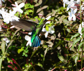 PICAFLOR, COLIBRI