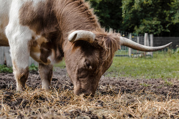 Cattle with horns grazing on farm