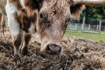Cattle with horns grazing on farm