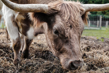 Fototapeta premium Cattle with horns grazing on farm
