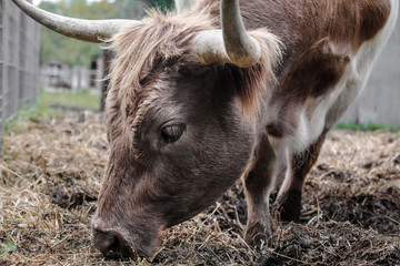Fototapeta premium Cattle with horns grazing on farm