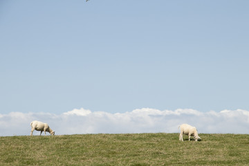 Fototapeta premium Sheep graze on a dutch dike