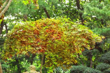 Green maple leaves for natural background
