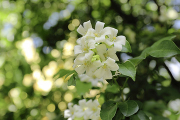 Murraya paniculata, White flower of Orange Jessamine