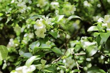 Murraya paniculata, White flower of Orange Jessamine