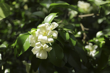 Murraya paniculata, White flower of Orange Jessamine