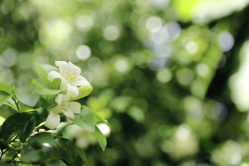 Murraya paniculata, White flower of Orange Jessamine