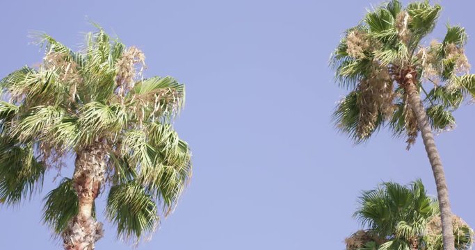 Palm trees slowly blowing against a blue sky - slow zoom in