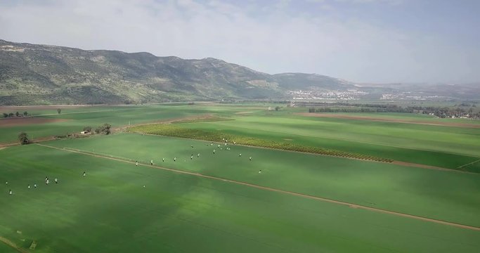 Aerial view of Common Cranes in flight over Hula Valley
Hula Valley, Wheat fields and Common crane in flight, Upper Galilee in background, drone shot, Israel
