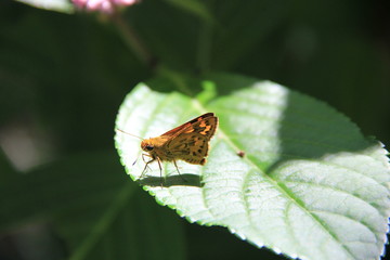 葉上のキマダラセセリ(高知県)