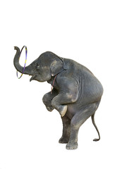 Elephants play Hula Hoop