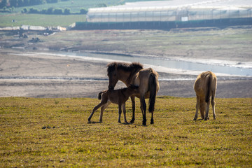 The wild horses playing and relax on yellow grass , in Suoi Vang valley ( golden valley) a farmous tousim in Dalat ciity