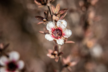 prunus