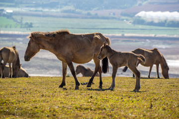 The wild horses playing and relax on yellow grass , in Suoi Vang valley ( golden valley) a farmous tousim in Dalat ciity