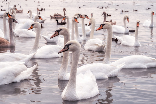 lake with white swans, close up