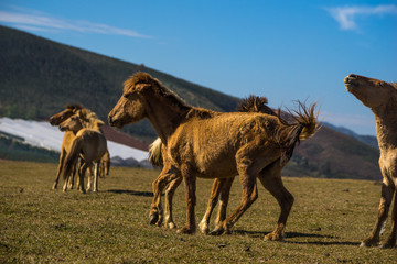 group of wild horses in Golden valley- Suoi vang valley -a famous eco-tourism area near by Da  Lat city- Lam Dong - viet nam