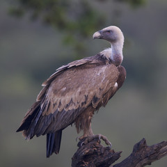 Griffon vulture (Gyps fulvus)