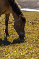 Naklejka na ściany i meble The wild horses playing and relax on yellow grass , in Suoi Vang valley ( golden valley) a farmous tousim in Dalat ciity