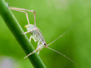 a little green grasshopper