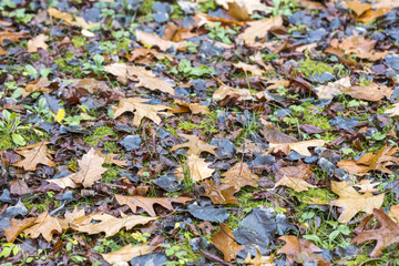ground covered with wet colorful maple leaves. natural pattern