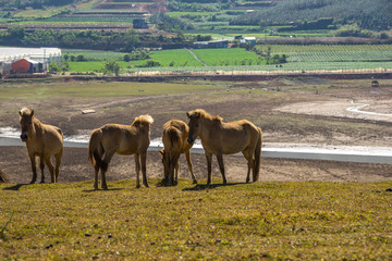 group of wild horses in Golden valley- Suoi vang valley -a famous eco-tourism area near by Da  Lat city- Lam Dong - viet nam