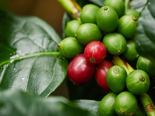 coffee green natural
