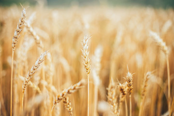 Fototapeta premium yellow autumn summer ears of wheat field selected focus golden Golden wheat ear sunshine 