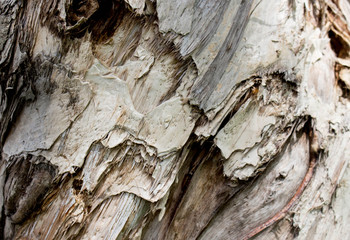 bark of a tree