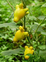 Obraz premium fancy eggplant beautiful