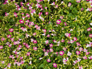 Top view beautiful little flower in garden.