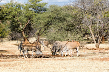 Elands Cape Namibia