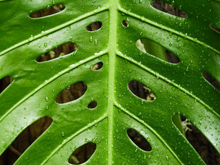 Fototapeta na wymiar green leaf pattern