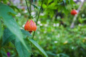 Obraz premium flowering maple, Chinese bellflower or Chinese lantern, bell-shaped flower blooming on the shrub, green background