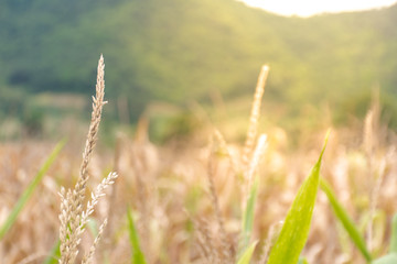 Fototapeta premium The corn is grown in the field. At the foot of the hill with warm sunlight.
