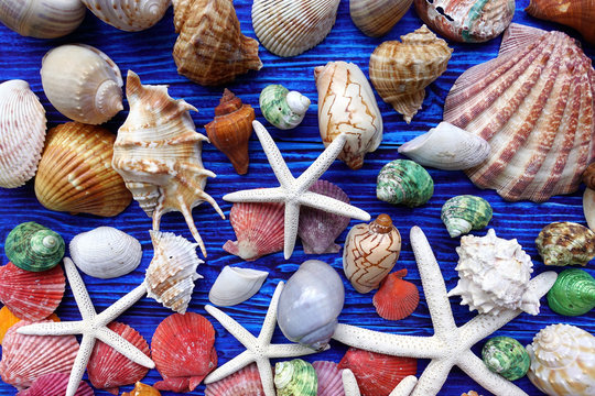 Fototapeta close up of seashell on black background