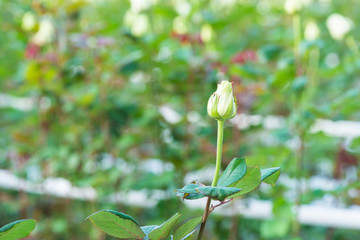 close-up of a rose on a blurred floral background in a greenhouse