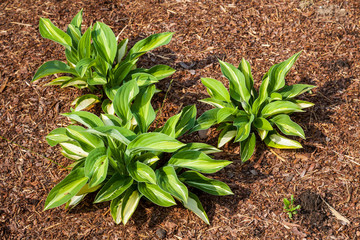 Exotic green plants grow on wood chips in a Botanical garden