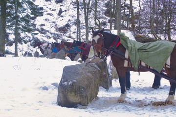 Postój sani w Zakopanem, konie zajadają siano na postoju i czekają na turystów