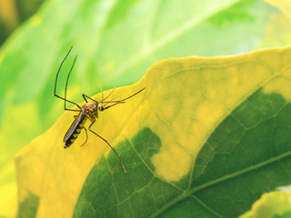 Aedes Aegypti Mosquito resting on the leaf in garden with copy space. Aedes is a genus of mosquitoes transmit serious diseases, including dengue fever, yellow fever, the Zika virus and chikungunya.