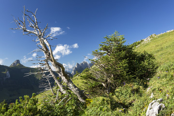 Alpsteinblick vom Alpsigel an einem Sommertag