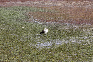 Beautiful Chloephaga melanoptera