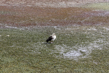 Beautiful Chloephaga melanoptera